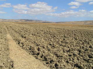 #1: View of the confluence site, looking north-northwest. The Confluence is in the center of the photograph in the untilled field just beyond the tilled area in the foreground.