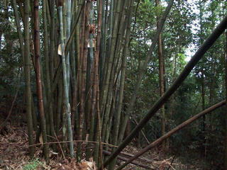 #1: Confluence west view of bamboo tree