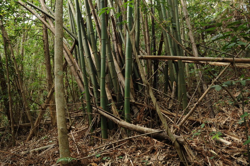 Confluence point located in this bamboo grove - also looking toward North