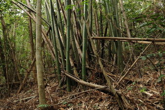 #1: Confluence point located in this bamboo grove - also looking toward North