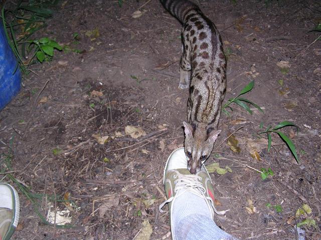 Sharing a boiled egg with the genet that wandered into camp.