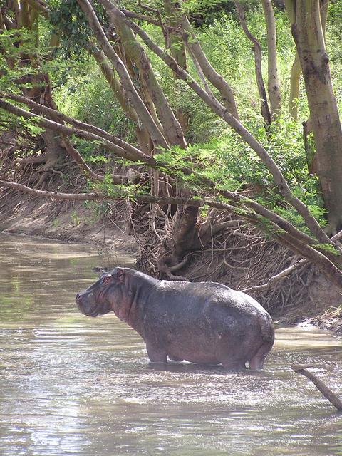 A hippo in the Grumeti River.