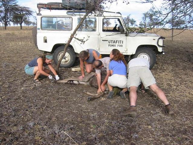 Rescuing a wildebeest which had been snared near the Confluence - lucky for him!