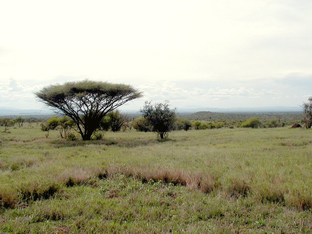 Looking West from the CP - Kitumbeni is in the far background