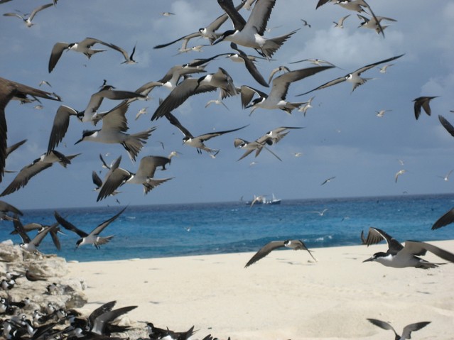 Sea birds at Latham Island