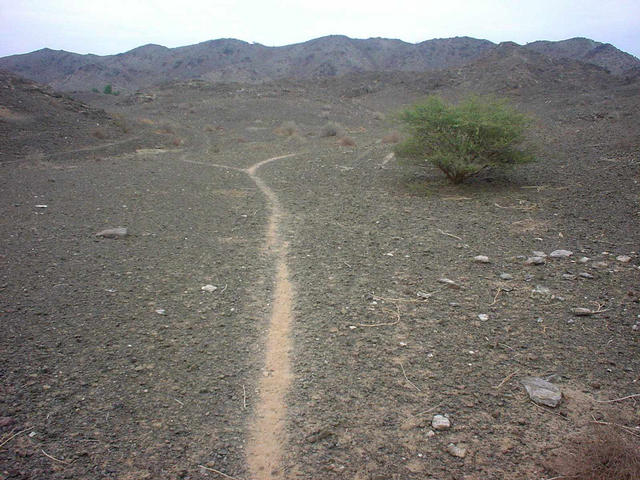 Animal track and bush nearby the Confluence