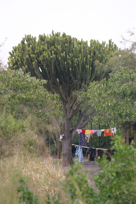 Large euphorbia tree next to the ranger station, about 30 m from the point
