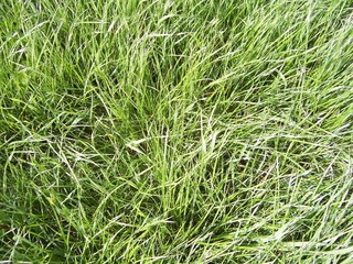 #1: grass at the confluence