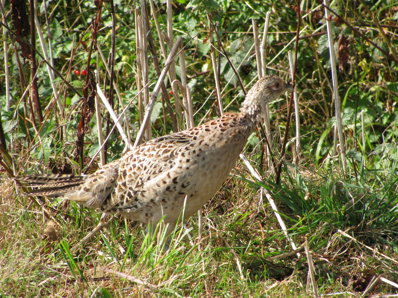 A partridge seen on the wildlife conservation strip left along the edge of the field.