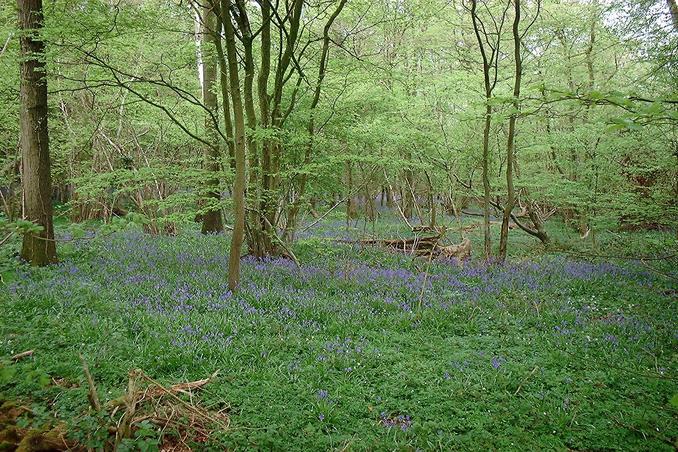 Bluebell wood to the North