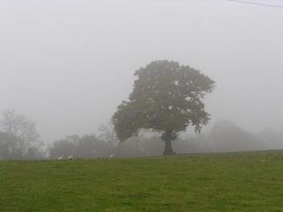 #1: The oak tree in the gloom