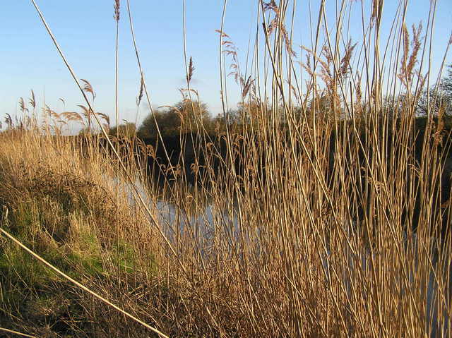 Reeds in the drainage canal--Cowbridge Drain--looking east.