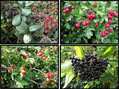 #10: Clockwise from top right: Hawthorn Berries, Elder Berries, Wild Rose Hips, Blackberries.