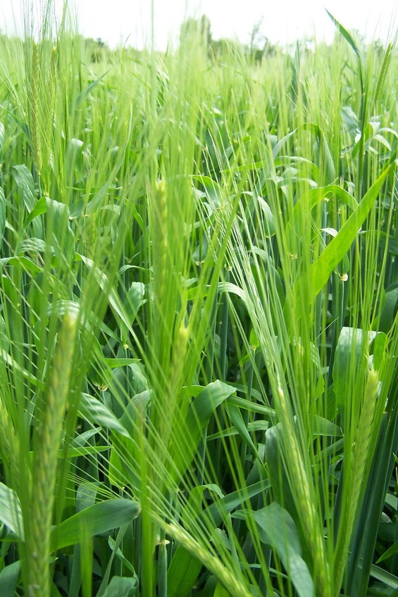 Growing wheat