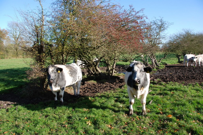 Two curoius resident of the pasture