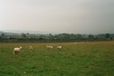 #5: sheep watching and dark clouds coming