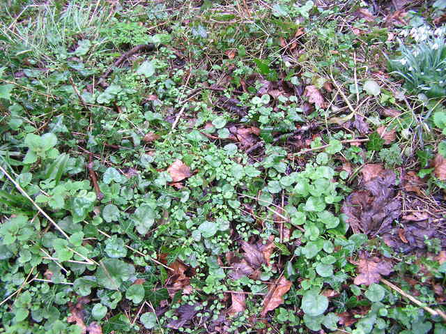Ground cover at the confluence site in northern Wales.