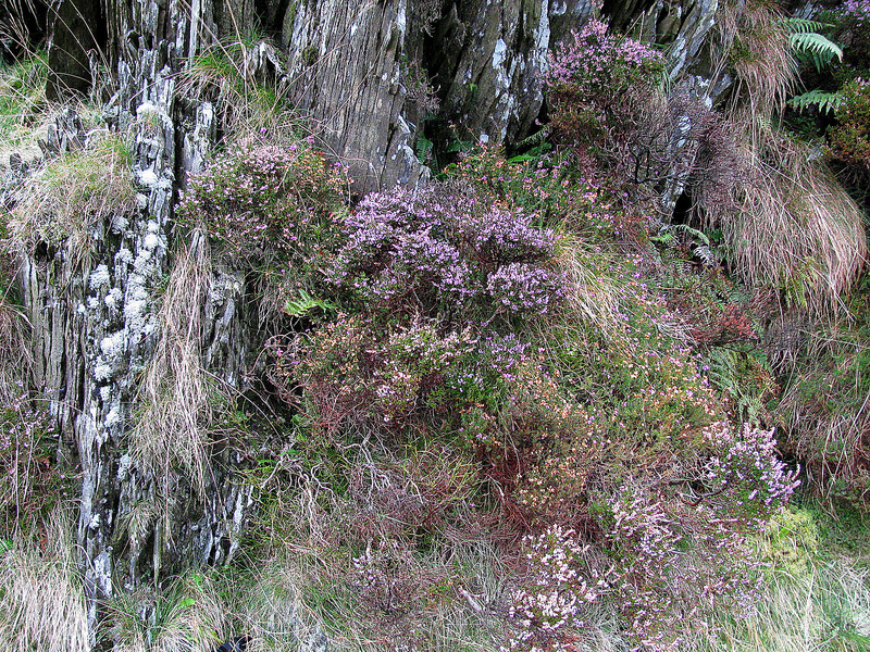 Wild flowers, heather and ferns growing in the rocks along the grassy path beyond the confluence.