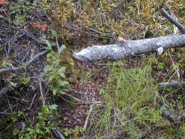 Beaver-Gnawed Stick