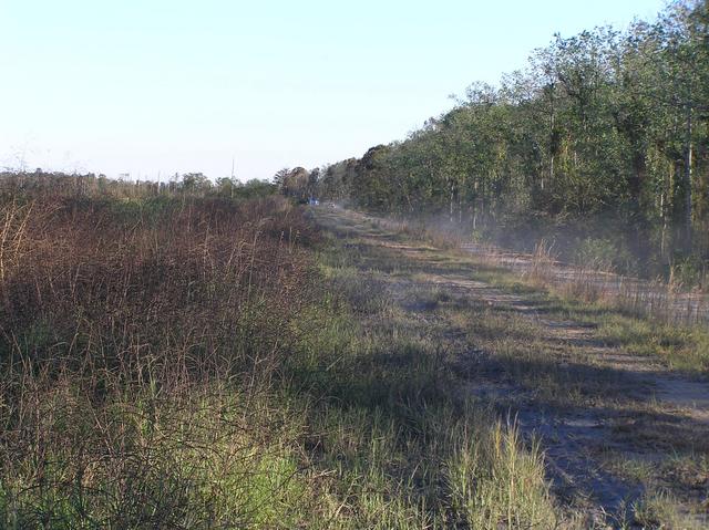 View to the southeast along the road bordering the ash field.