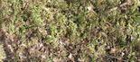 #9: Mid-winter ground cover.