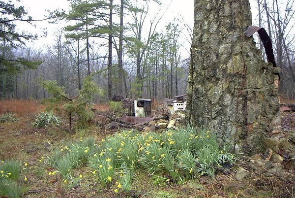 Old house foundation surrounded by daffodils