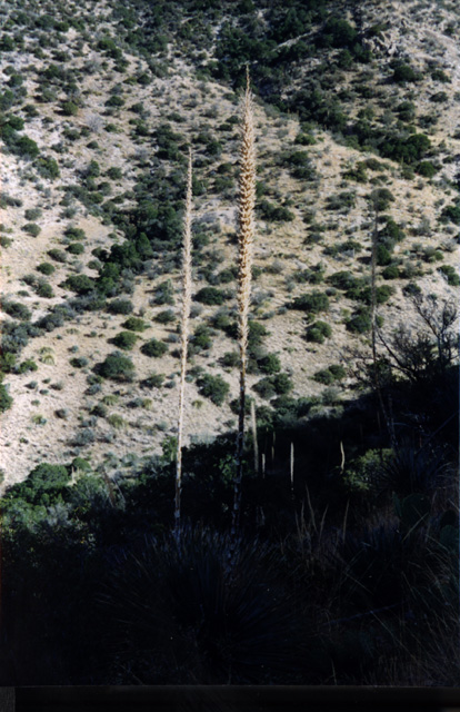 A yucca plant on the way to the confluence.