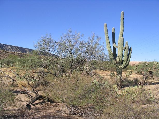 West view, a big saguaro