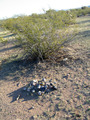 #7: Existing cairn at confluence site