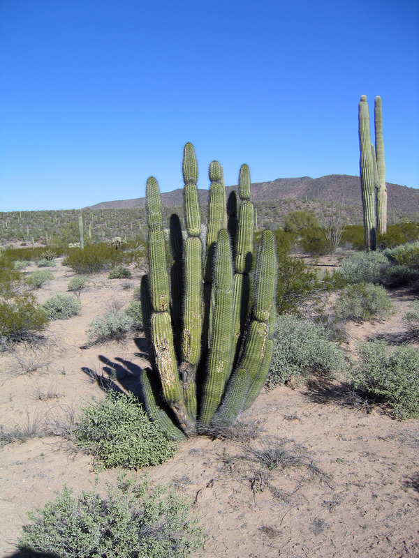 Namesake Organ Pipe cactus