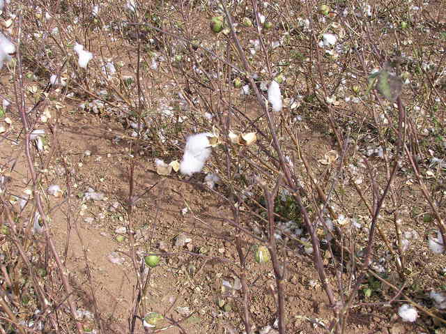 The confluence point - in a cotton field this year