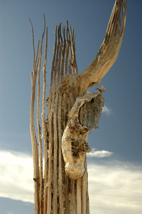 Apache boot clinging to a dead saguaro