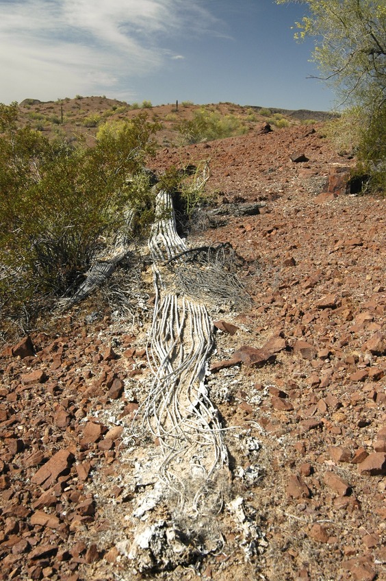 Dead saguaro cactus
