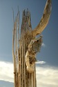 #7: Apache boot clinging to a dead saguaro