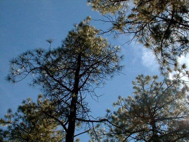 Pine trees at the confluence