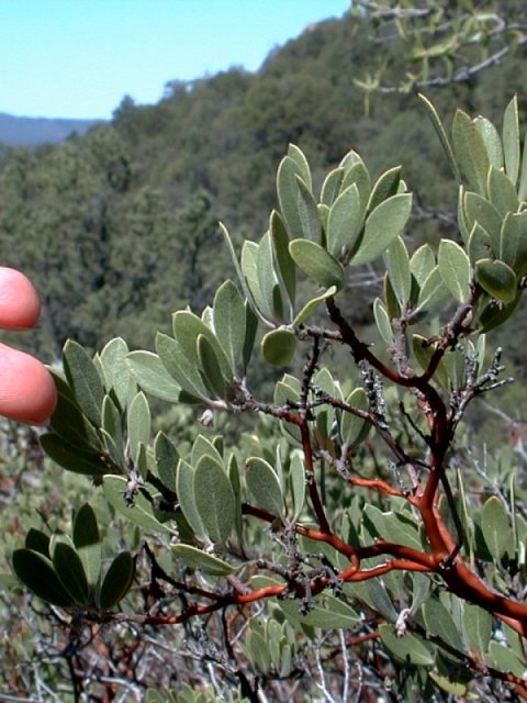Mexican Manzanita (arctostaphylos pungens)