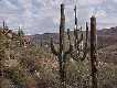 #4: Saguaros on the hike out
