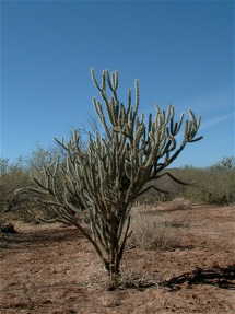 #1: A cactus at the confluence