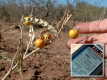 #3: Yellow berries at the confluence, with GPS proof
