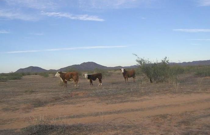 Confluence cattle