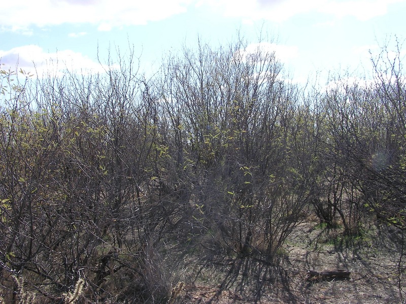 View South (of the thicket where the confluence point lies)