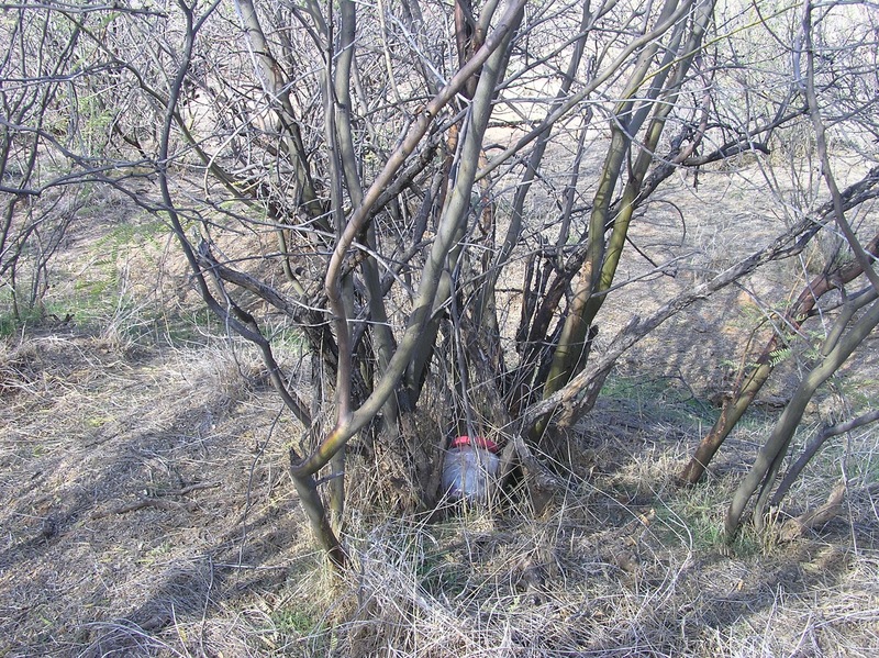 The confluence point lies in a thicket of thorny bushes.  (A geocache is wedged inside one of the bushes.)