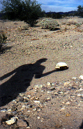 Matt's shadow and the shell