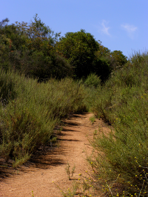 Trail leading to the confluence