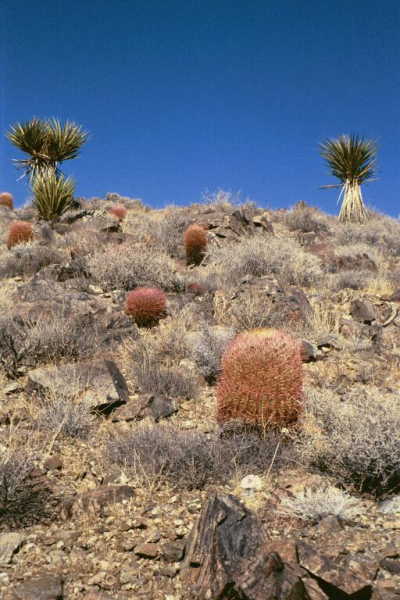 Barrel cactus (and Yucca plants) near the confluence point.