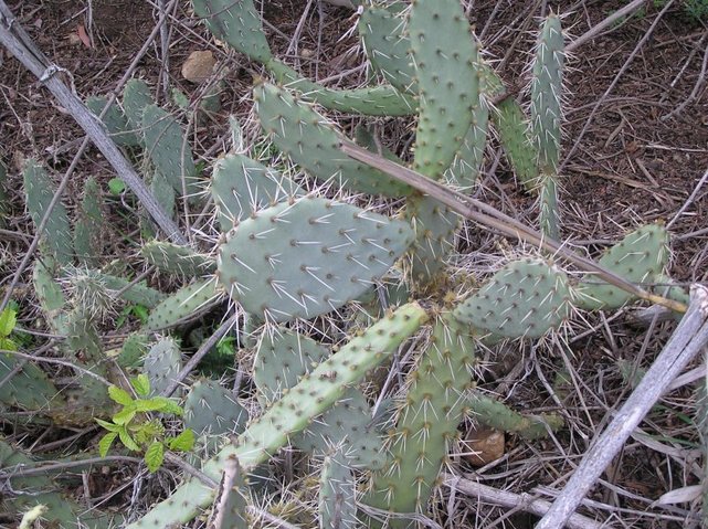 Cactus in the canyon