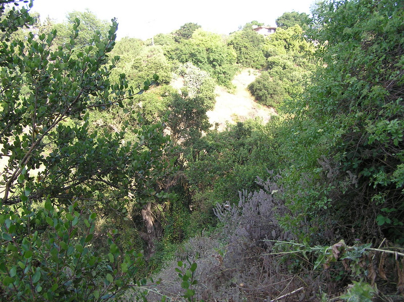 Looking southeast, the confluence is in the foreground, in the thorns.