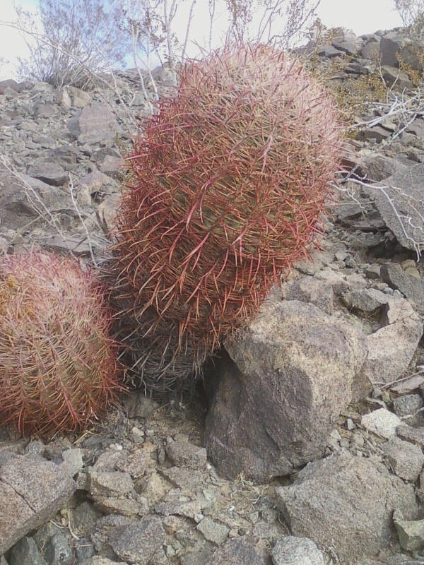 The barrel cactus SE of confluence