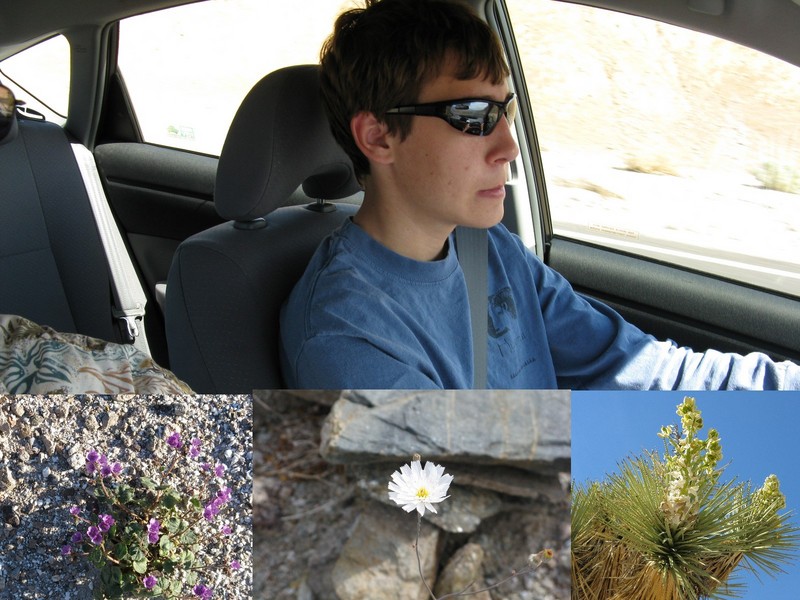 A teenager drives through the blooming desert