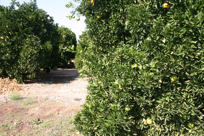 Western view of the orange grove
